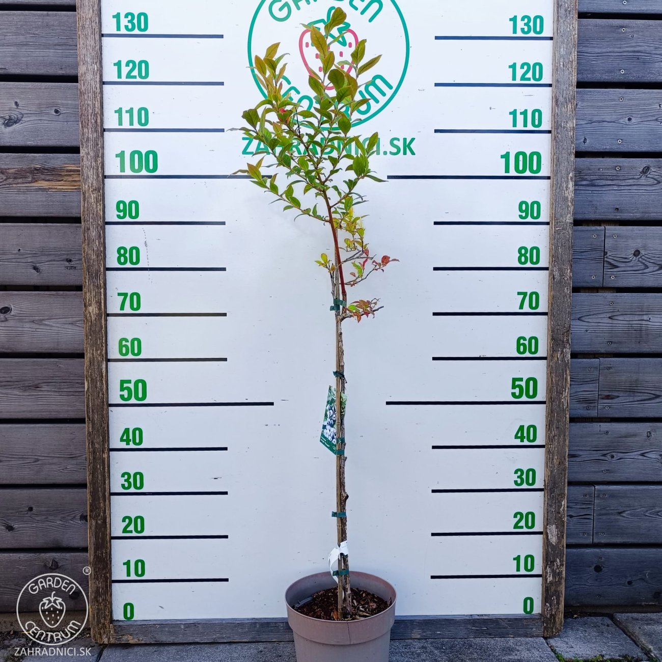 Obrázok Čučoriedka kanadská (Vaccinium corymbosum) ´BLUEGOLD´ - stredne skorá, výška: 90-100 cm; kont. C5L - NA KMIENKU